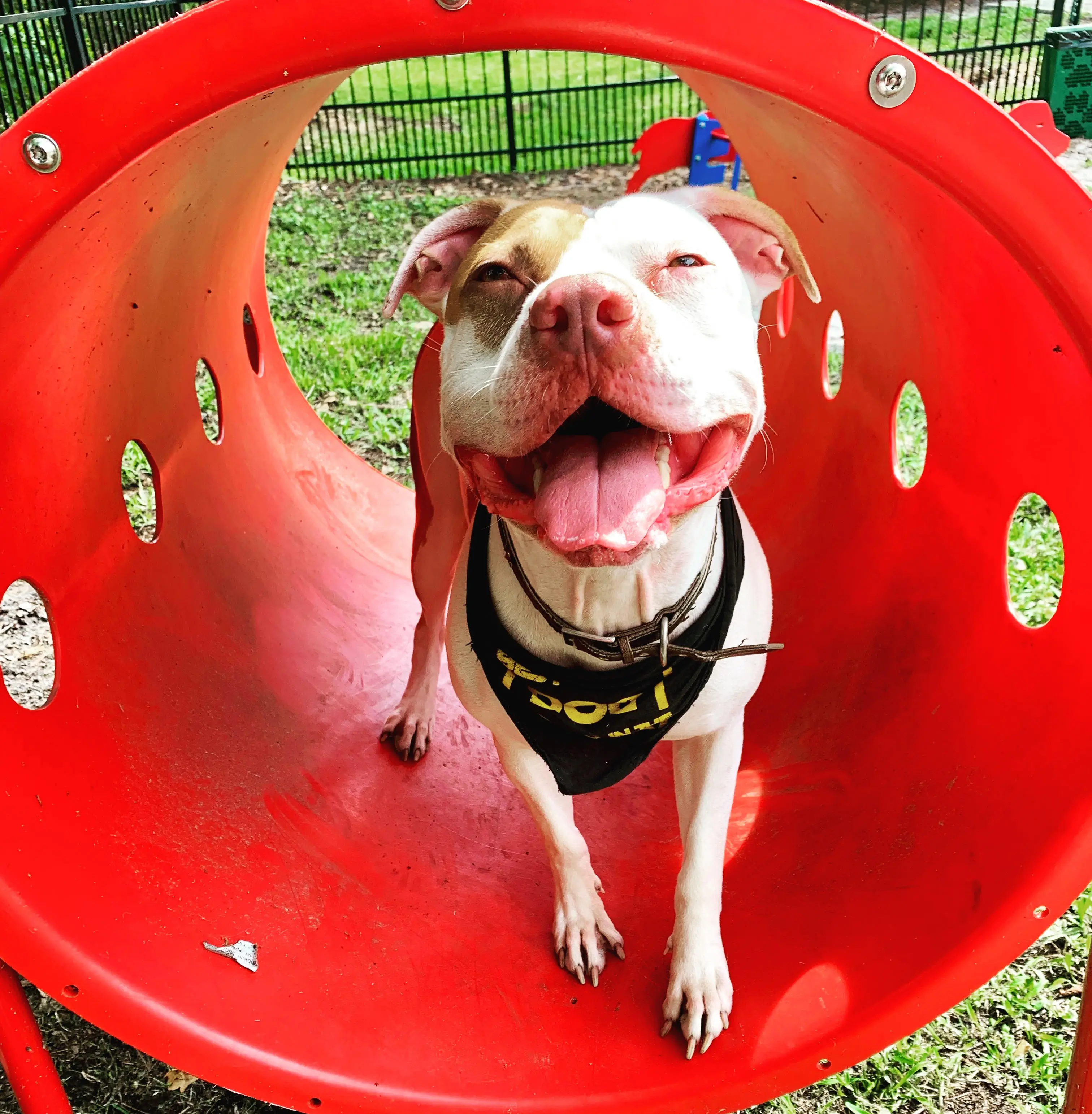 Owner checking visit log on phone while dog rests nearby